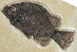 Fossil Fish (Cockerellites) - Wyoming #292370-1
